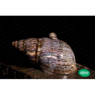 Caracol Gigante (Achatina Marginata)